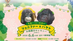 Pertemuan Jennifer dan Hayato  Simbol Persahabatan Indonesia-Jepang dalam Konservasi Orangutan