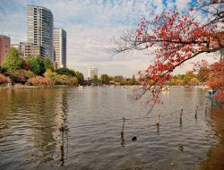 Taman Ueno Tokyo, Destinasi Wisata Ikonik dengan Sakura Terindah