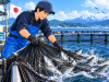 Lowongan Tokutei Ginou Budidaya Ikan di Aomori Jepang, Kandidat Terbatas