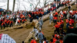 Onbashira, Festival Ekstrem Jepang saat Warga Menunggangi Batang Pohon Raksasa
