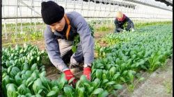 Belajar dari Jepang, Pekerja Informal Indonesia Butuh Perlindungan Sosial yang Lebih Kuat