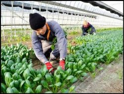 Belajar dari Jepang, Pekerja Informal Indonesia Butuh Perlindungan Sosial yang Lebih Kuat